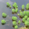 Myriophylle du Brésil - Myriophyllum aquaticum - Etang Léon (c) Alain Dutartre - Centre de ressources EEE