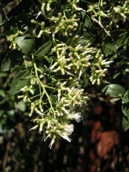 Baccharis halimifolia- JJ Milan