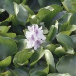 Eichhornia crassipes - Alain Dutartre