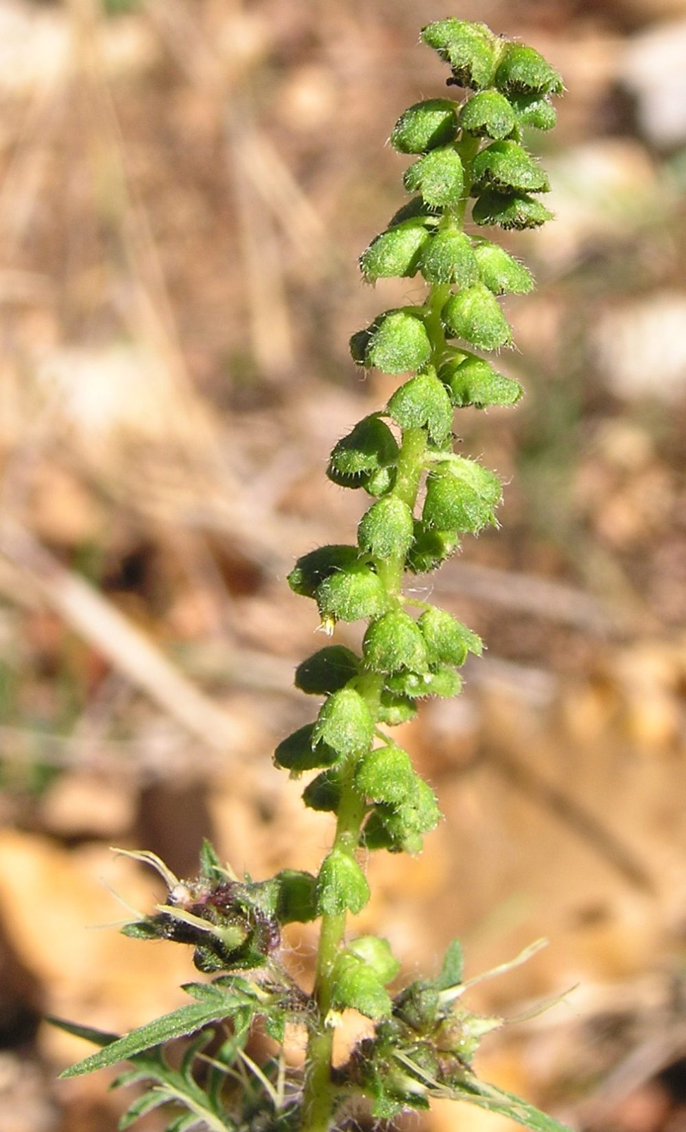 Ambrosia artemisiifolia - Inra-Observatoire des ambroisies