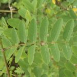 Robinia pseudacacia - Elodie Russier Decoster