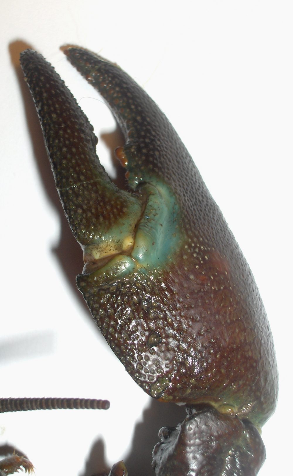 Pacifastacus leniusculus - pince - MARC COLLAS