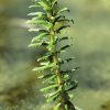 Myriophyllum heterophyllum - DR