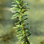 Myriophyllum heterophyllum - DR