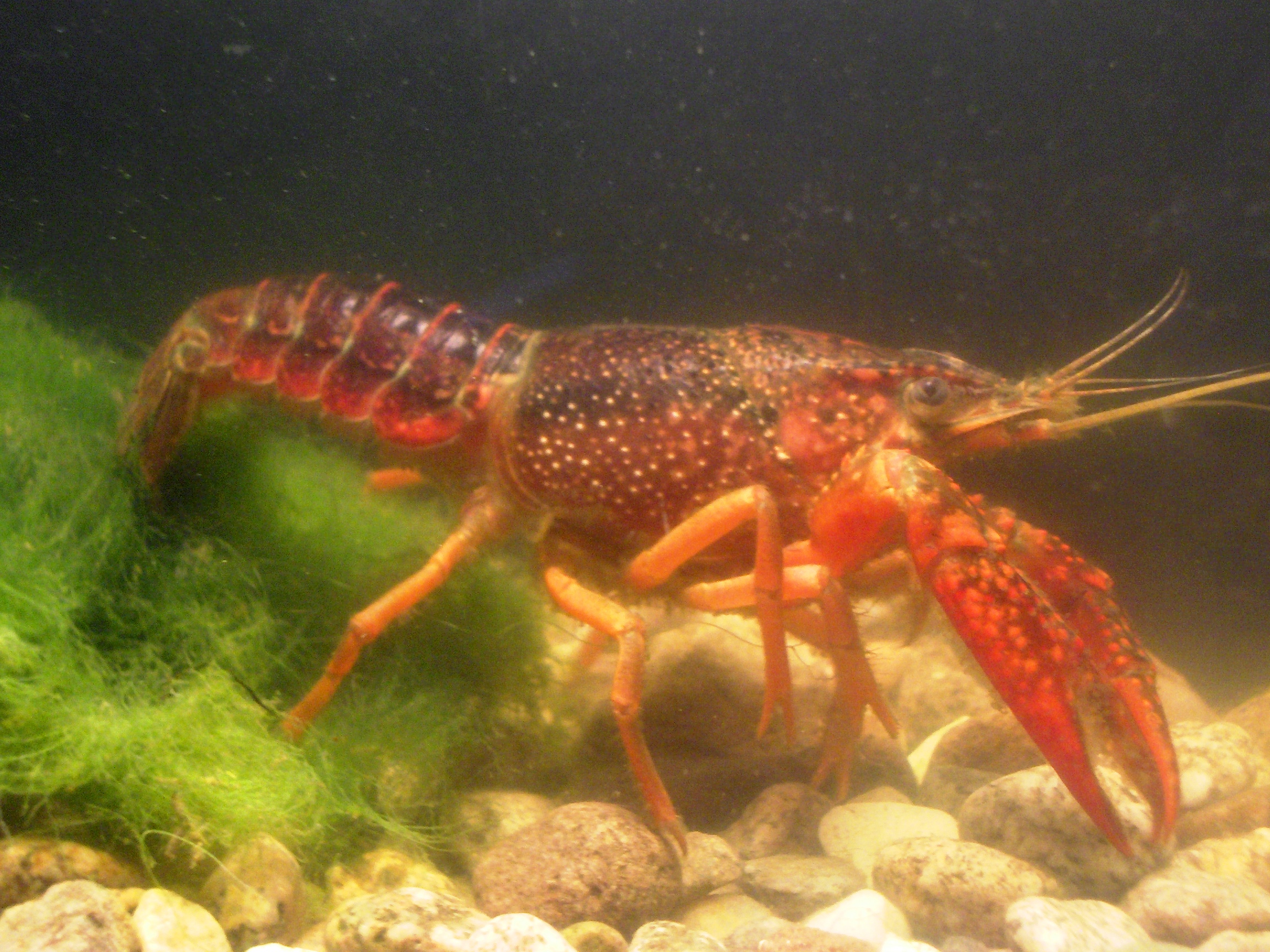 Procambarus clarkii - Marc Collas Onema