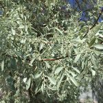 Elaeagnus angustifolia Famartin