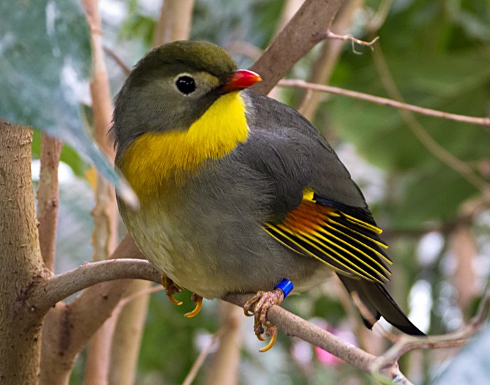Leiothrix lutea (c) Jonathan Jordan, CC BY 2.0 A male Red-billed Leiothrix at Chester Zoo, Cheshire, England. Source : Commons Wikimedia