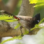 Pycnonotus cafer Bulbul à ventre rouge - (c) Lip Kee - Centre de ressources EEEp Kee - Centre de ressources EEE
