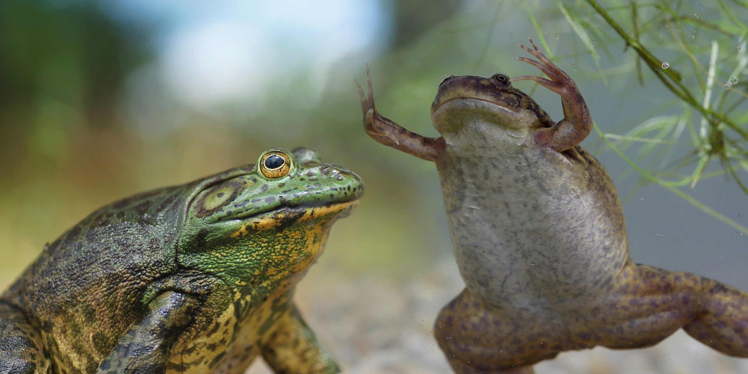 Management of invasive alien amphibians: technical sheets dedicated to  African clawed frogs and the bullfrog. – Centre de ressources