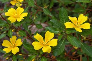 Ludwigia sp. - Guillaume Koch Agglo2B