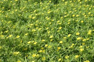 Ludwigia grandiflora - Alain Dutartre