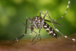 Aedes albopictus - Domaine public, par James Gathany - Center for Disease Control and Prevention