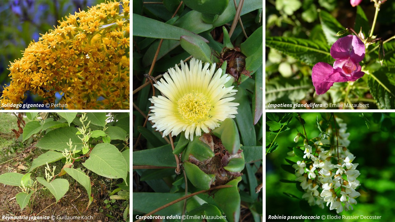 une-base-de-donn-es-europ-enne-sur-les-impacts-des-plantes-exotiques