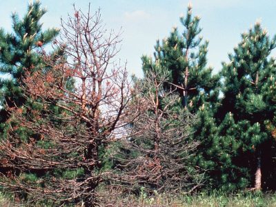 1024px-Bursaphelenchus_xylophilus_on_Pinus_nigra,_USDAFS_North_Central_Res_Sta,_Grand_Rapids_(02)