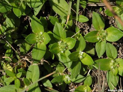 1024px-Richardia_humistrata_5