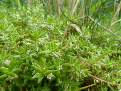 Benjamin Blondel, CC BY-SA 4.0 , via Wikimedia Commons1280px-Crassula_helmsii_11