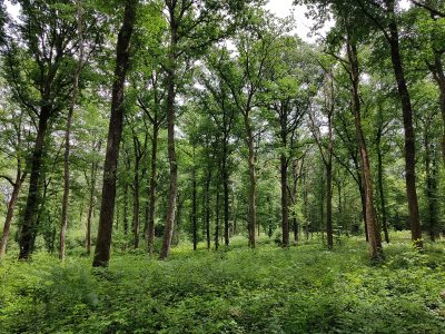 2048px-Forêt_Communale_de_Brion_en_Forêt_d'Othe