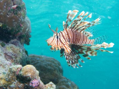 2048px-Pterois_volitans_489281376