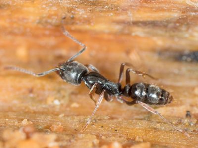 Brachyponera_chinensis, I Naturalist