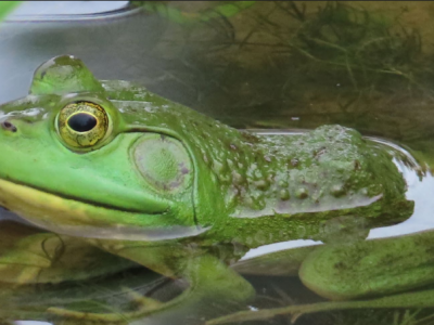 grenouille taureau grenouille taureau