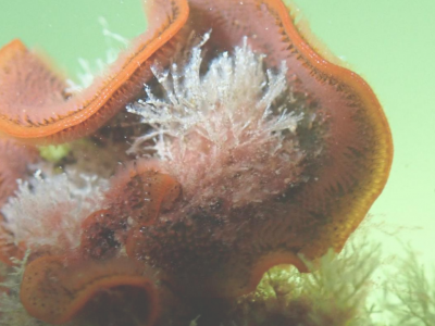 Capture d'écran 2026-02-04 115439