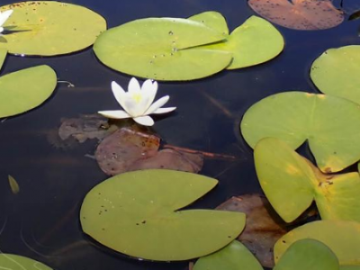 Capture d'écran 2026-02-04 133944