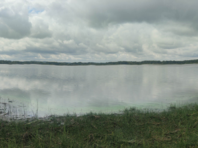 Jussies en creuse