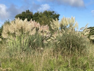 Lahonce_Argelas_sept24_5