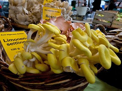 Limonenseitlinge_(Pleurotus_citrinopileatus)_-_20100828vaK (Eva Kröcher).