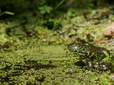 Lithobates catesbeianus - juvénile - Matthieu Berronneau
