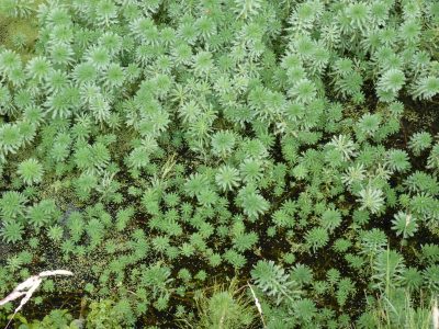 Myriophyllum-aquaticum-Blanquefort-2011-3-scaled Myriophyllum-aquaticum-Blanquefort-2011-3-scaled