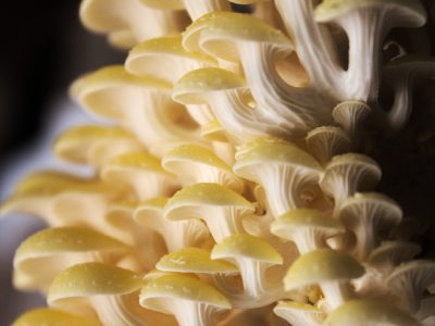Pleurotus_citrinopileatus_2017Innagasaki, CC0, via Wikimedia Commons