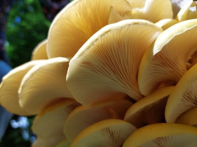 Pleurotus_citrinopileatus_in_Ulm_(58939)Maimaid, CC BY-SA 4.0
