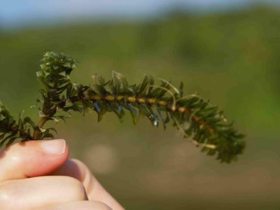 hydrilla_vericillata-esarat-3