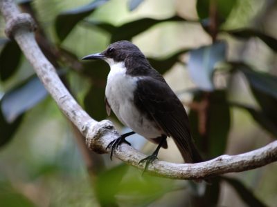 moqueurgorgeblancheAlexandreVillers